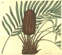Image of Cycad family