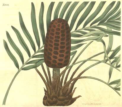 Image of Cycad family