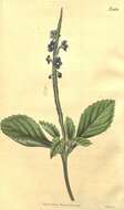 Image of light-blue snakeweed