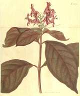 Image of acanthus family