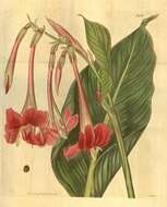 Image of Peruvian Canna