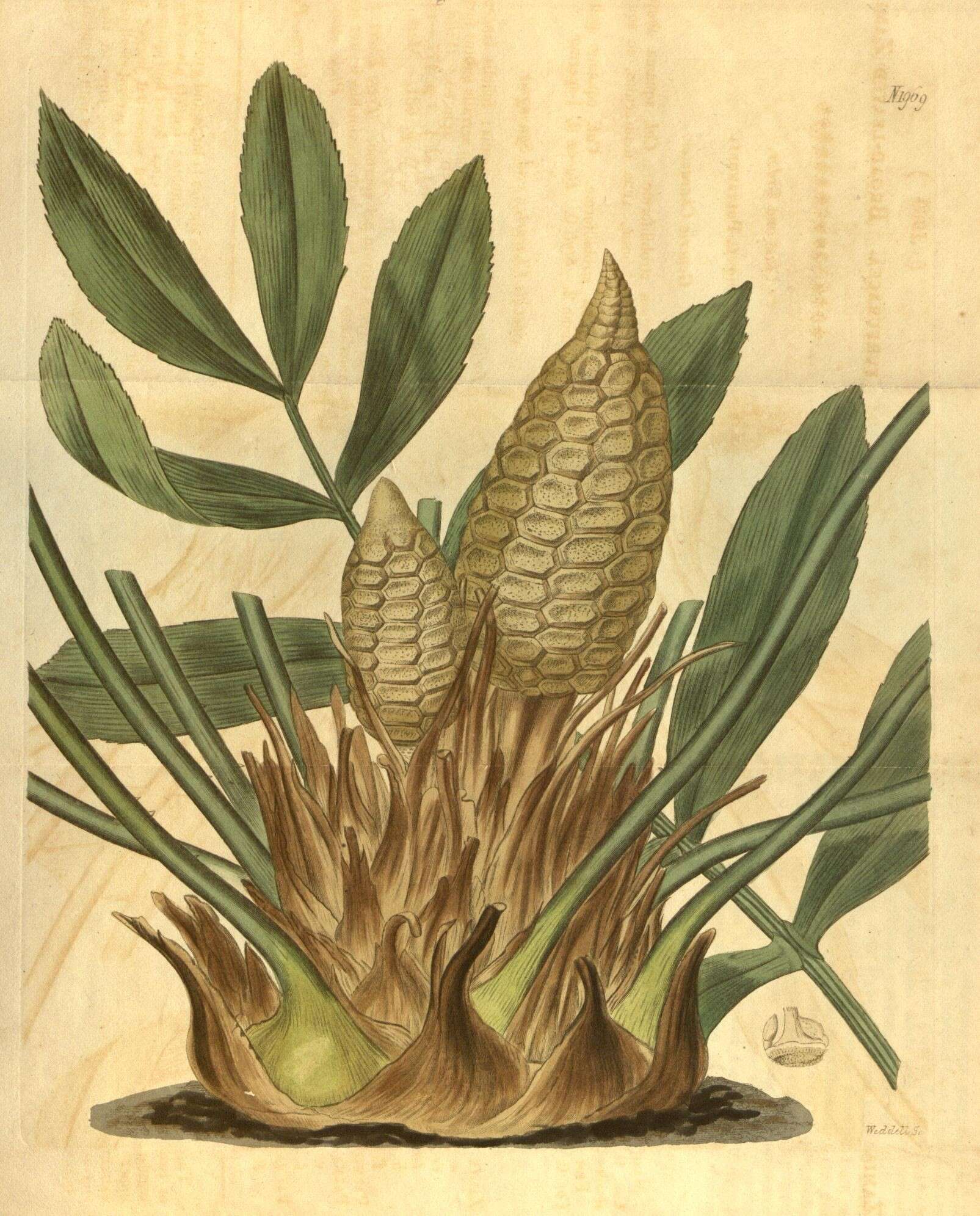Image of Cycad family