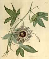 Image of passionflower family