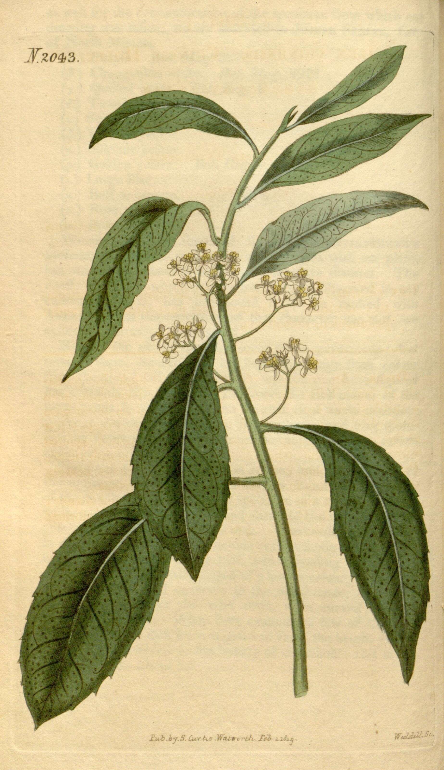 Aquifoliaceae resmi