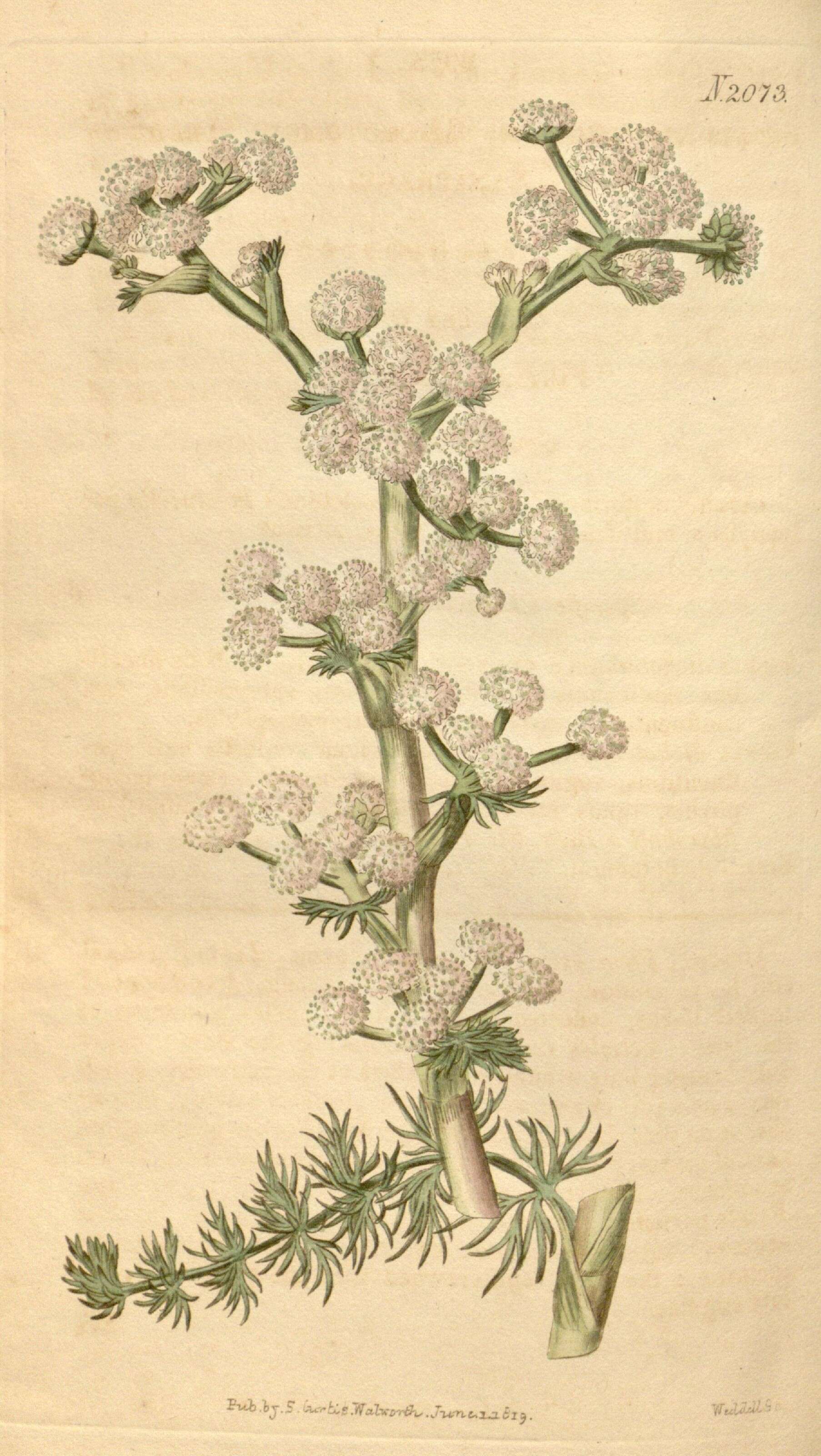 Image of umbellifers