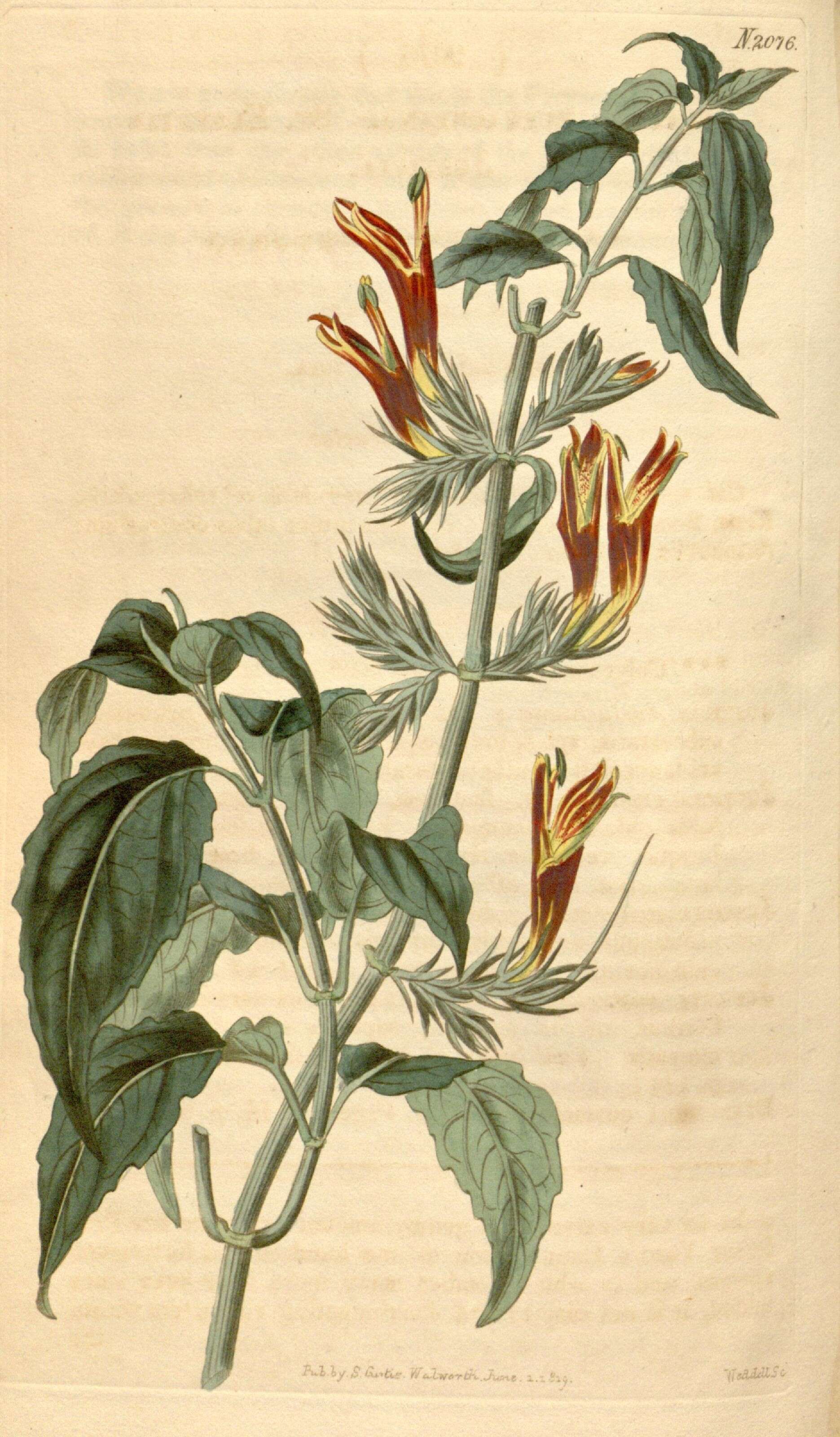 Image of acanthus family