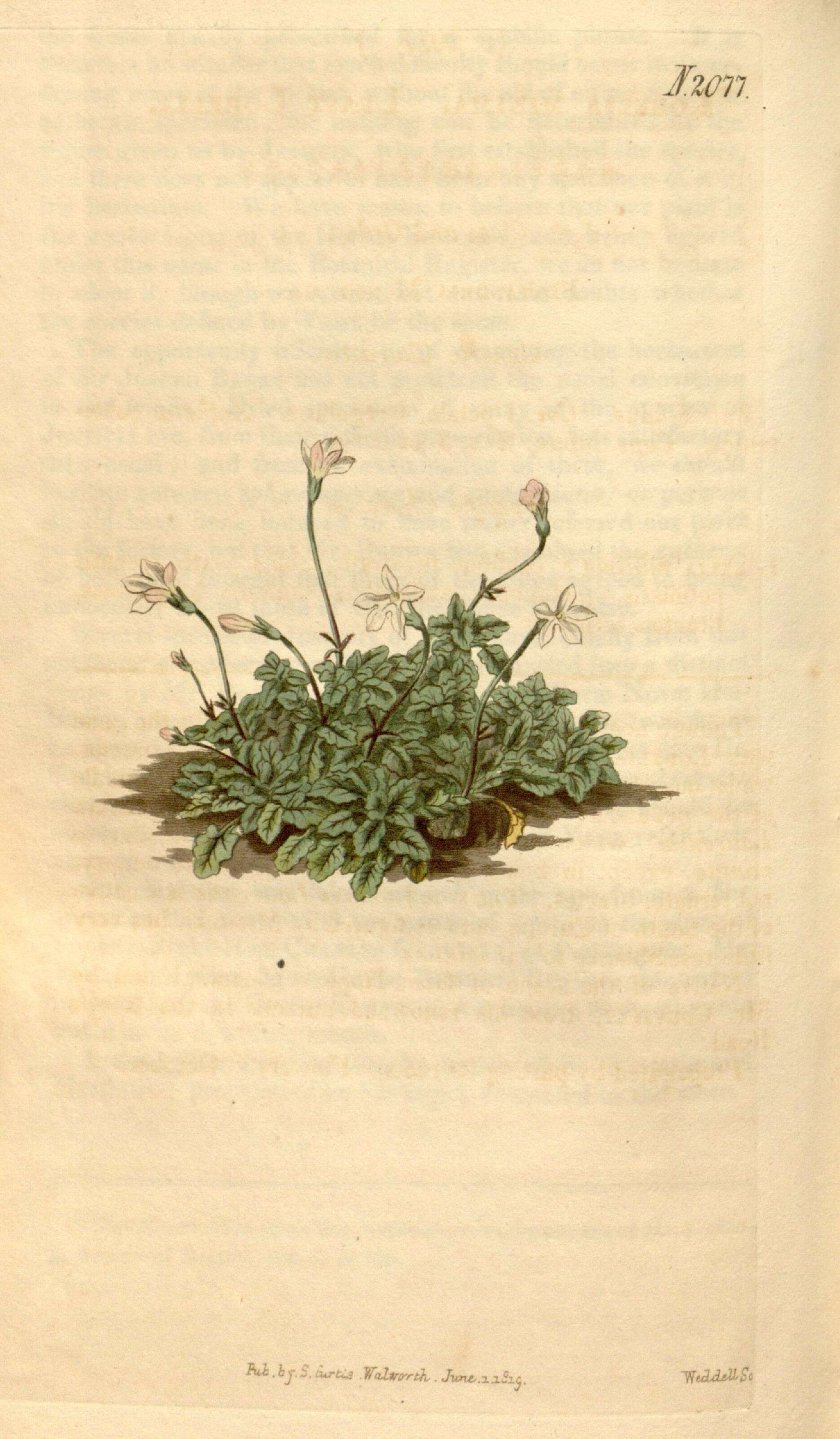 Image of bellflowers
