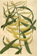 Imagem de Acacia longifolia (Andrews) Willd.