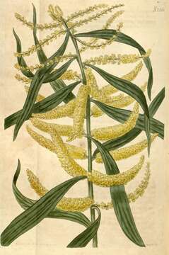 Imagem de Acacia longifolia (Andrews) Willd.