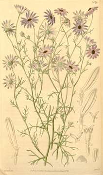 Image of Swan River Daisy