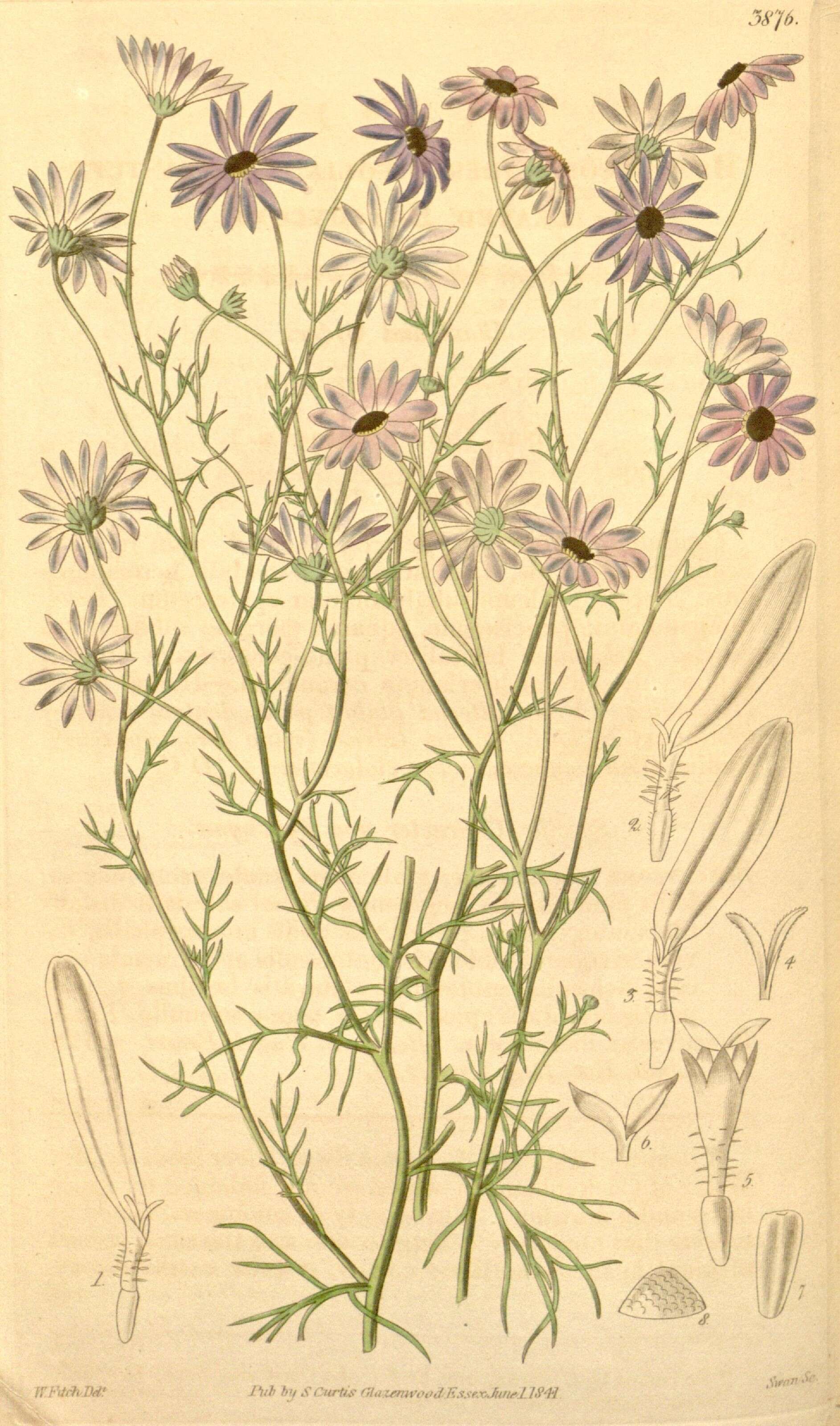 Image of Brachyscome iberidifolia Benth.