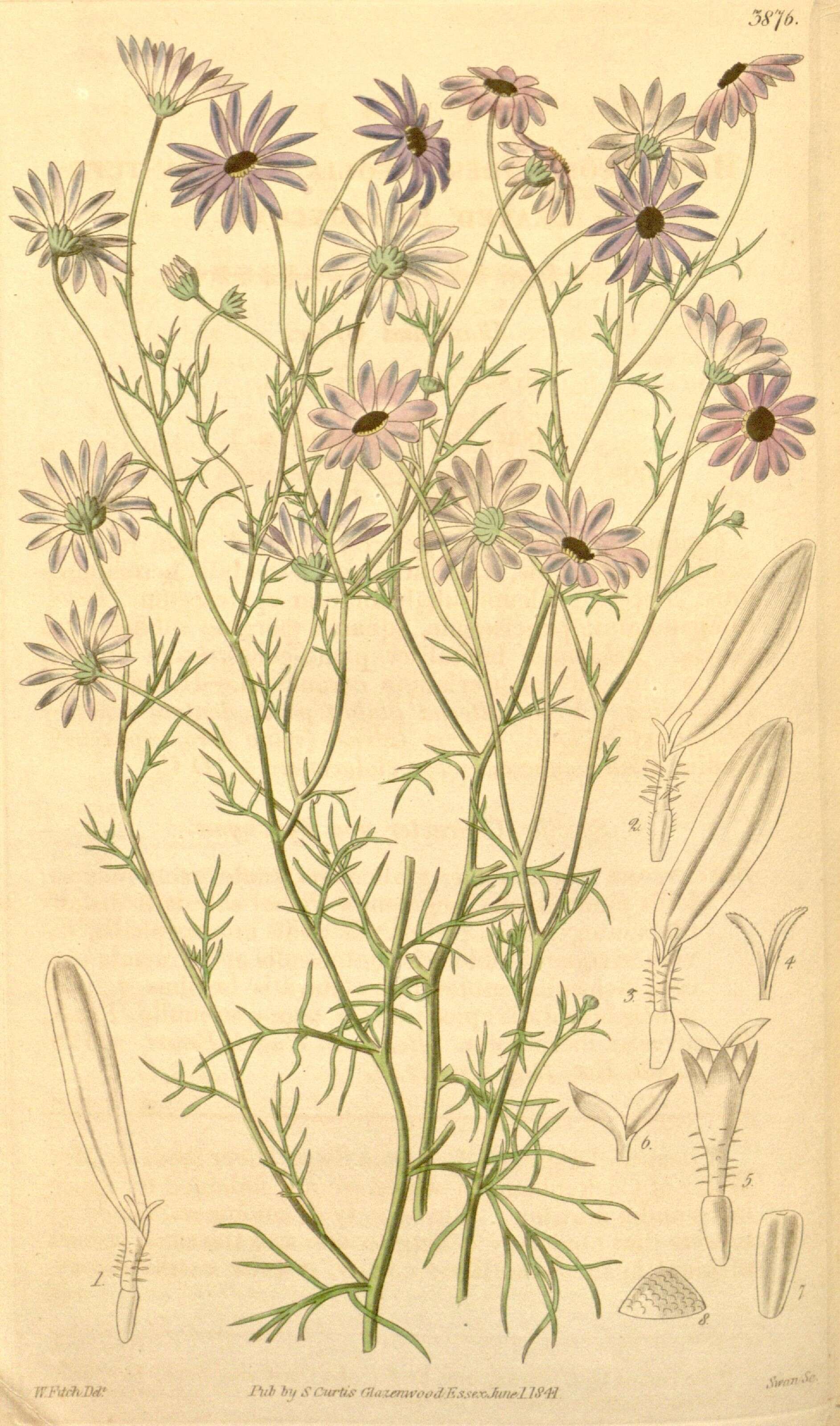 Image of Swan River Daisy