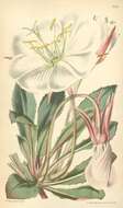 Oenothera cespitosa subsp. marginata (Nutt. ex Hook. & Arn.) Munz resmi