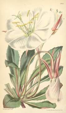 Imagem de Oenothera cespitosa subsp. marginata (Nutt. ex Hook. & Arn.) Munz