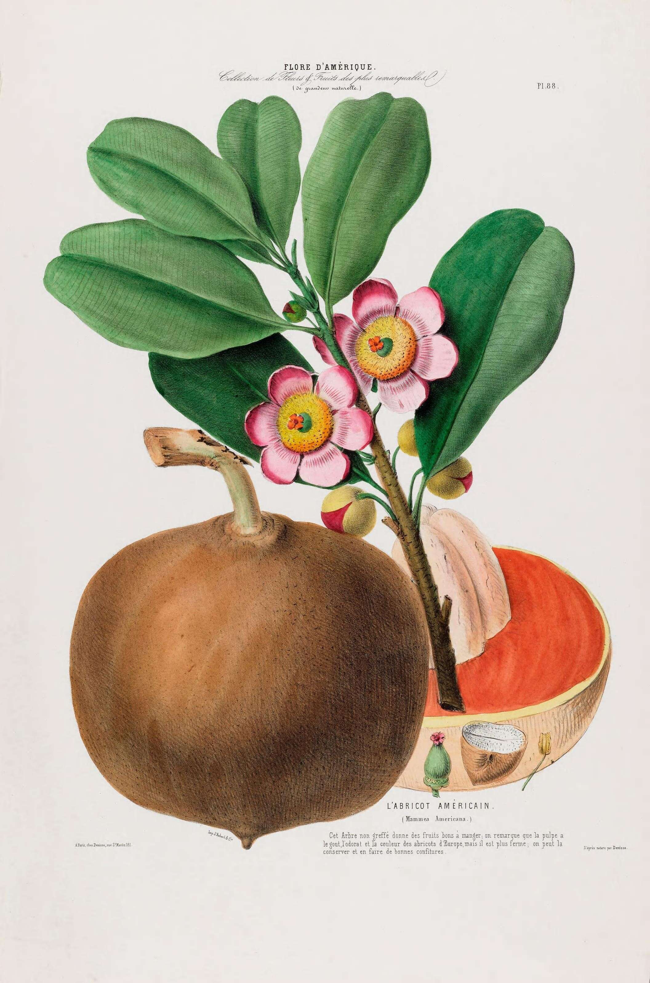 Image of Calophyllaceae