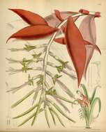 Image of bromeliads