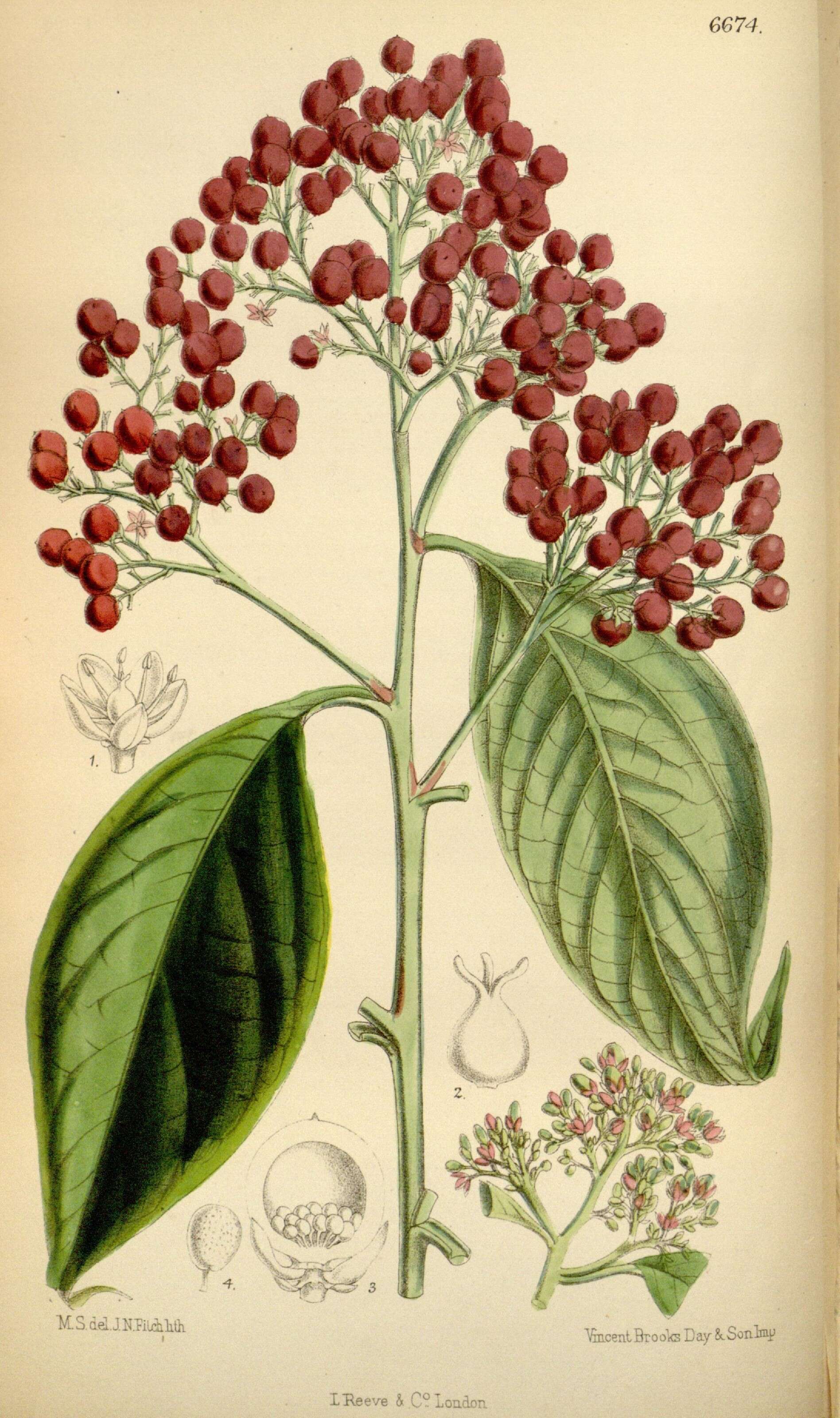 Image of amaranth family