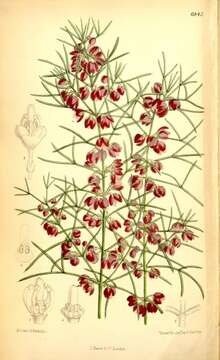 Image of Kalgan Boronia