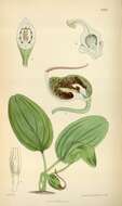 Image of arum family