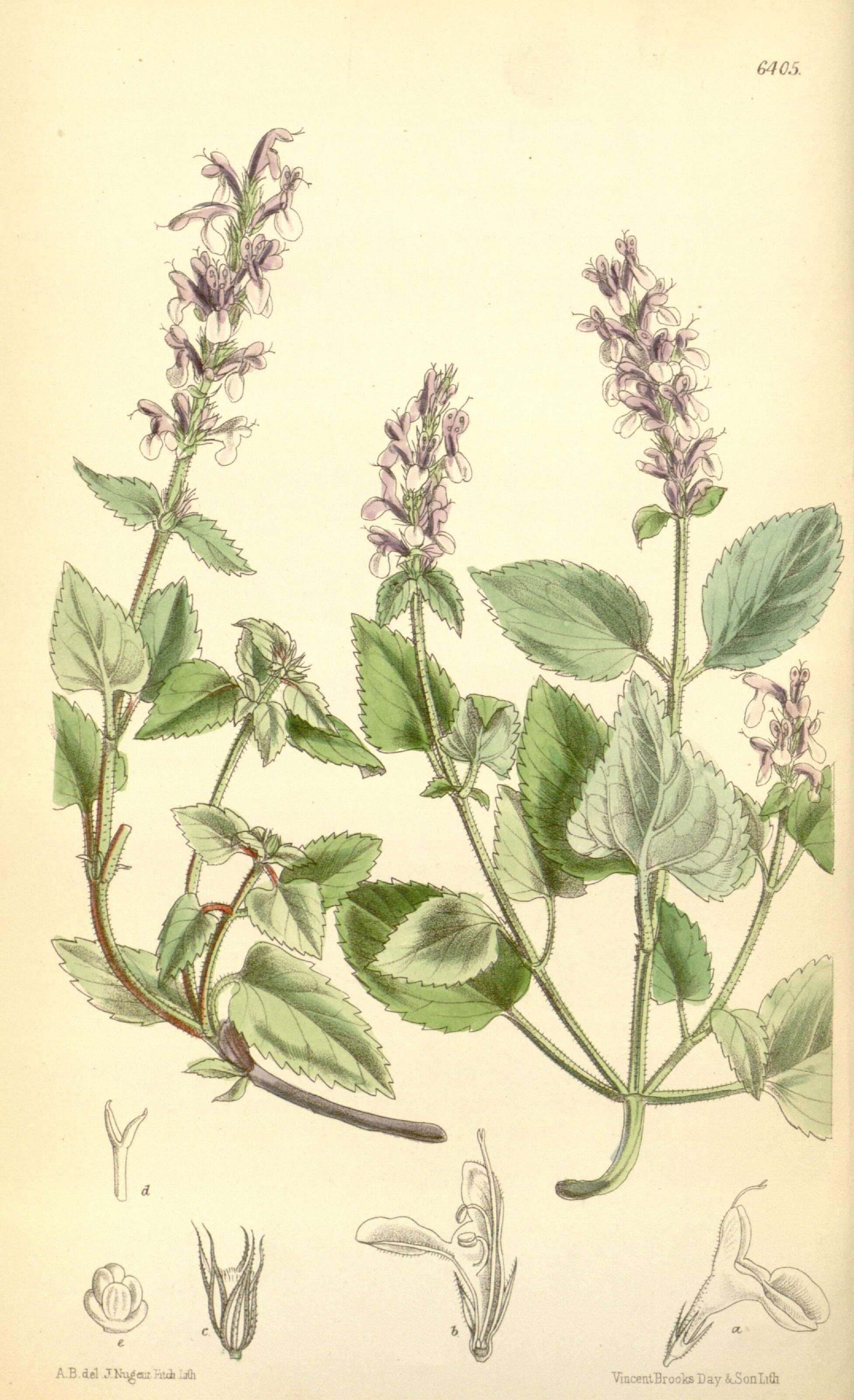 Image of mint family
