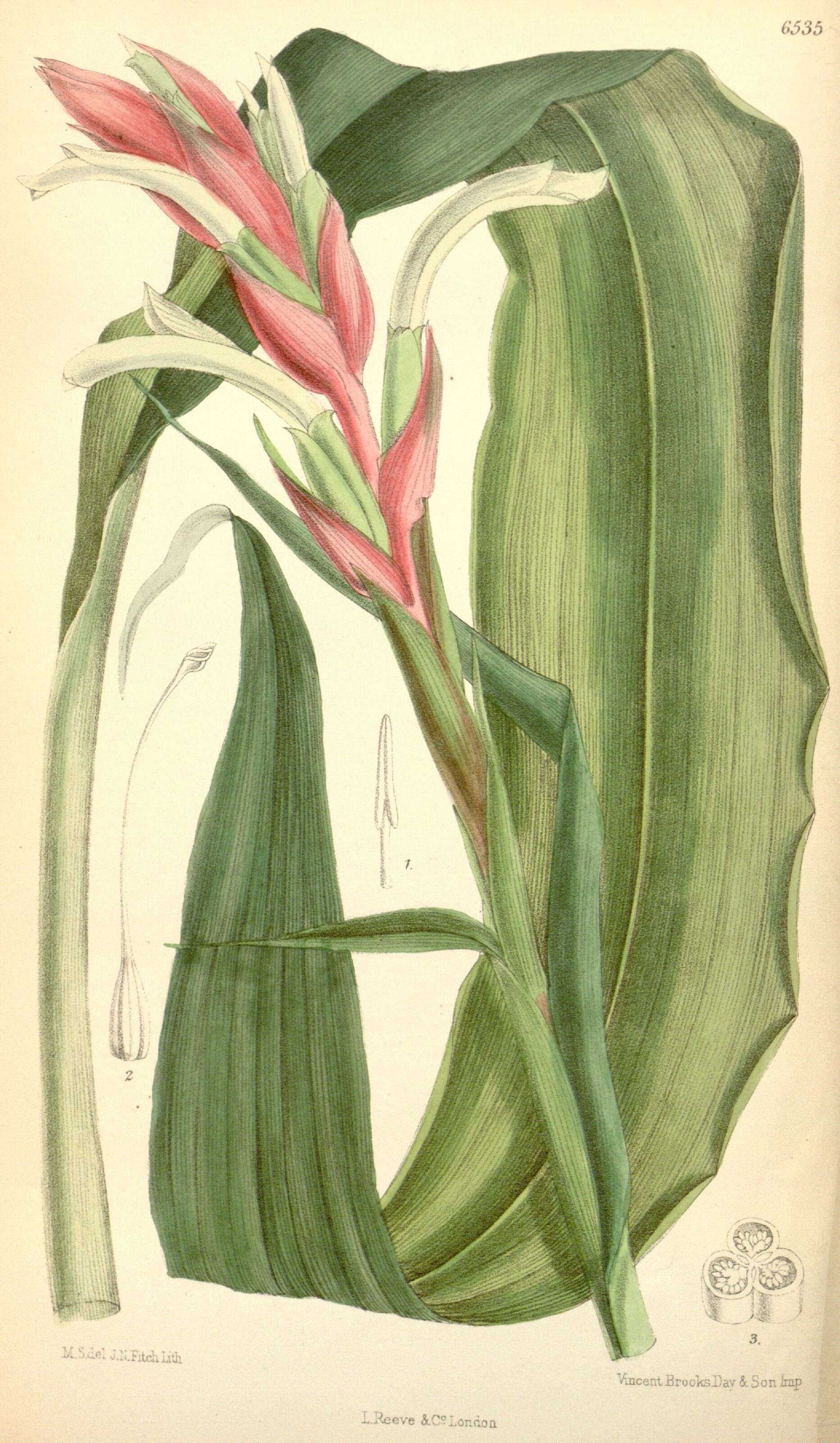 Image of bromeliads