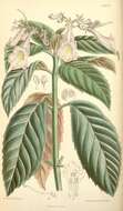 Image of Brazilian gloxinia