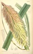 Image de Kniphofia uvaria (L.) Oken