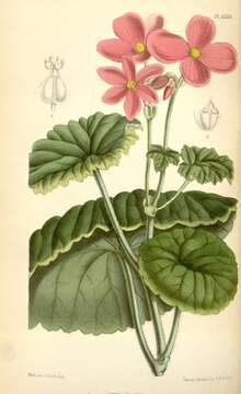 Image of begonia family