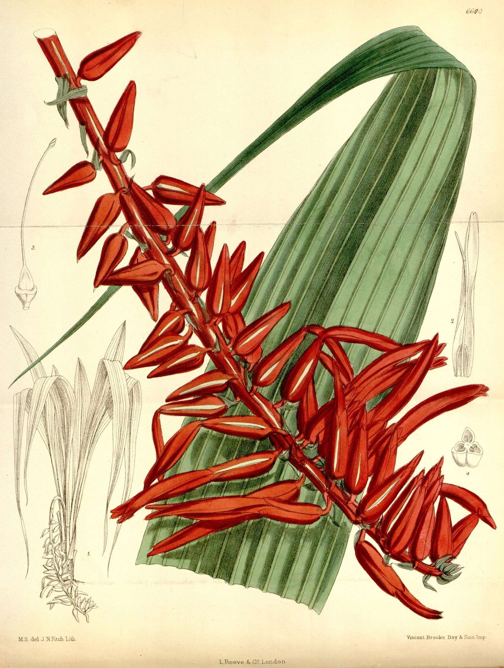 Image of bromeliads