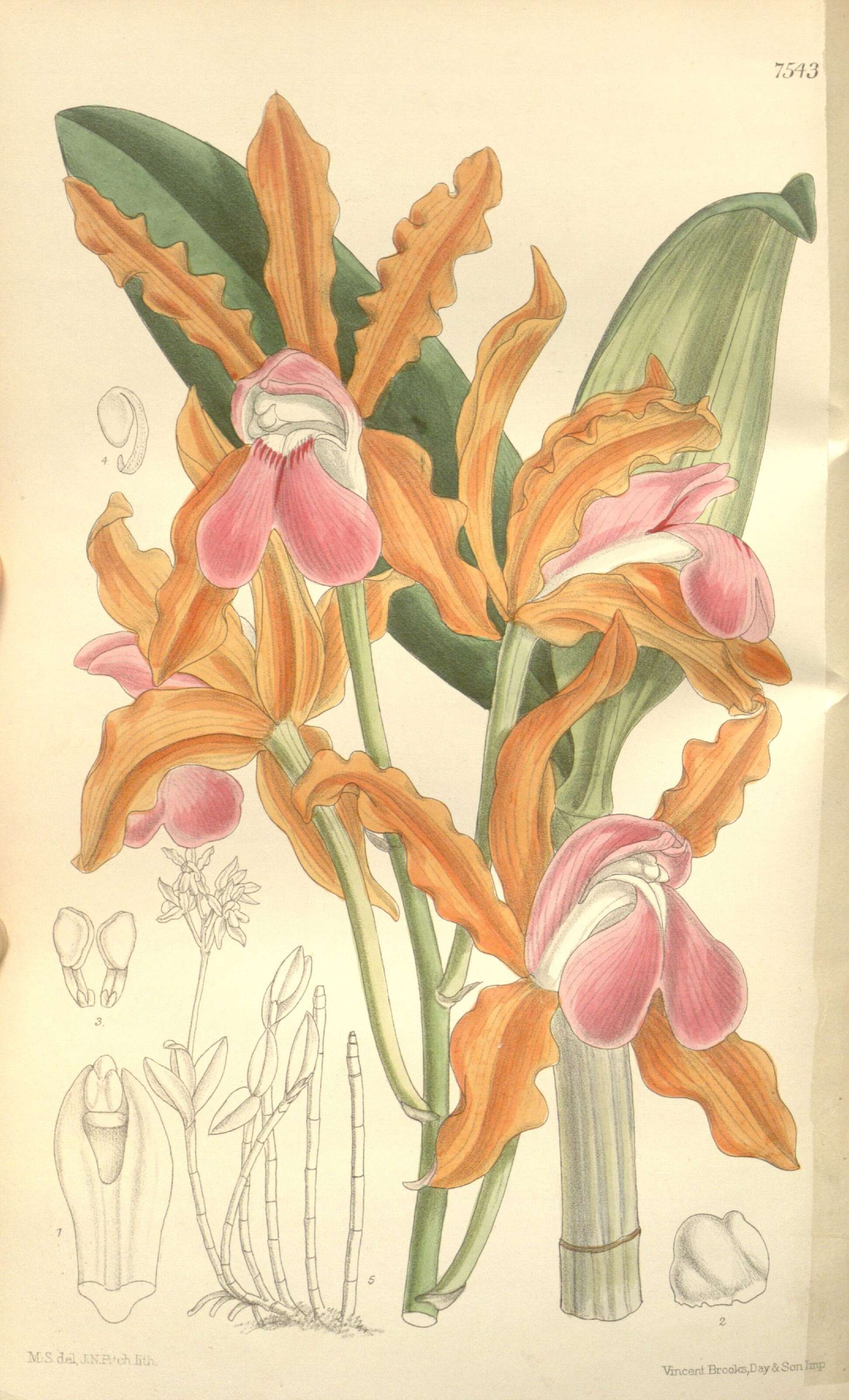 Image of Cattleya elongata Barb. Rodr.