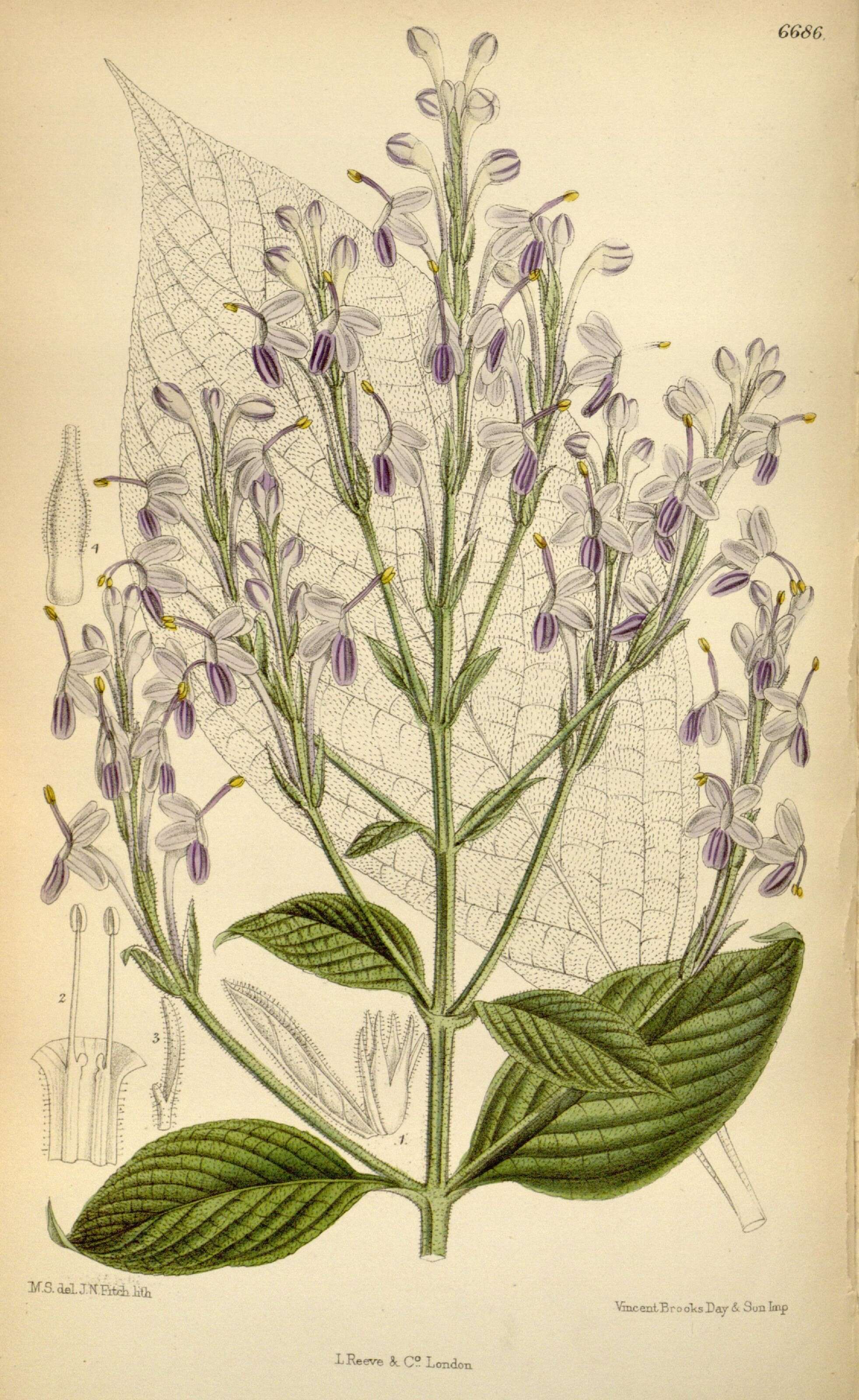 Image of acanthus family