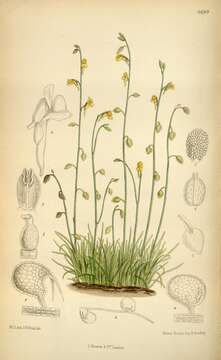 Image of bladderwort family