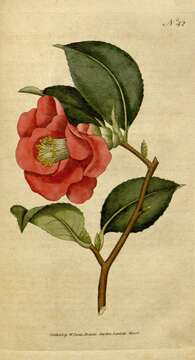 Слика од Camellia japonica L.