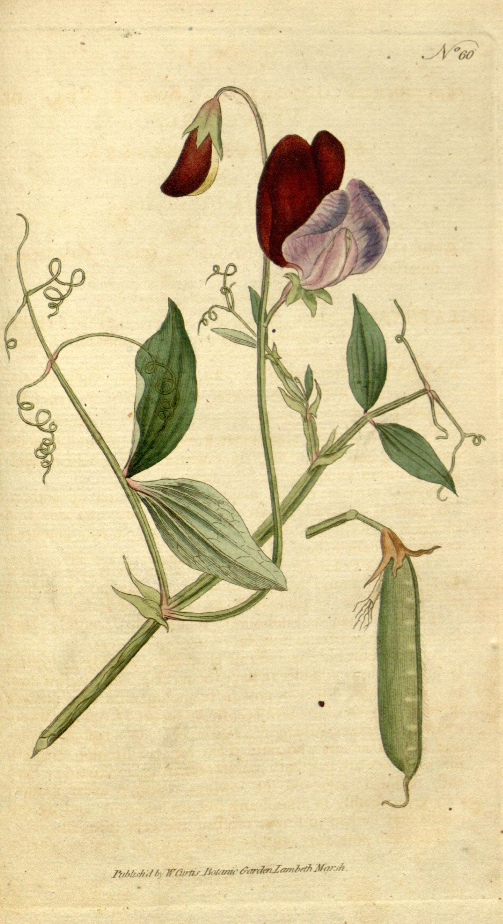 Lathyrus odoratus L. resmi