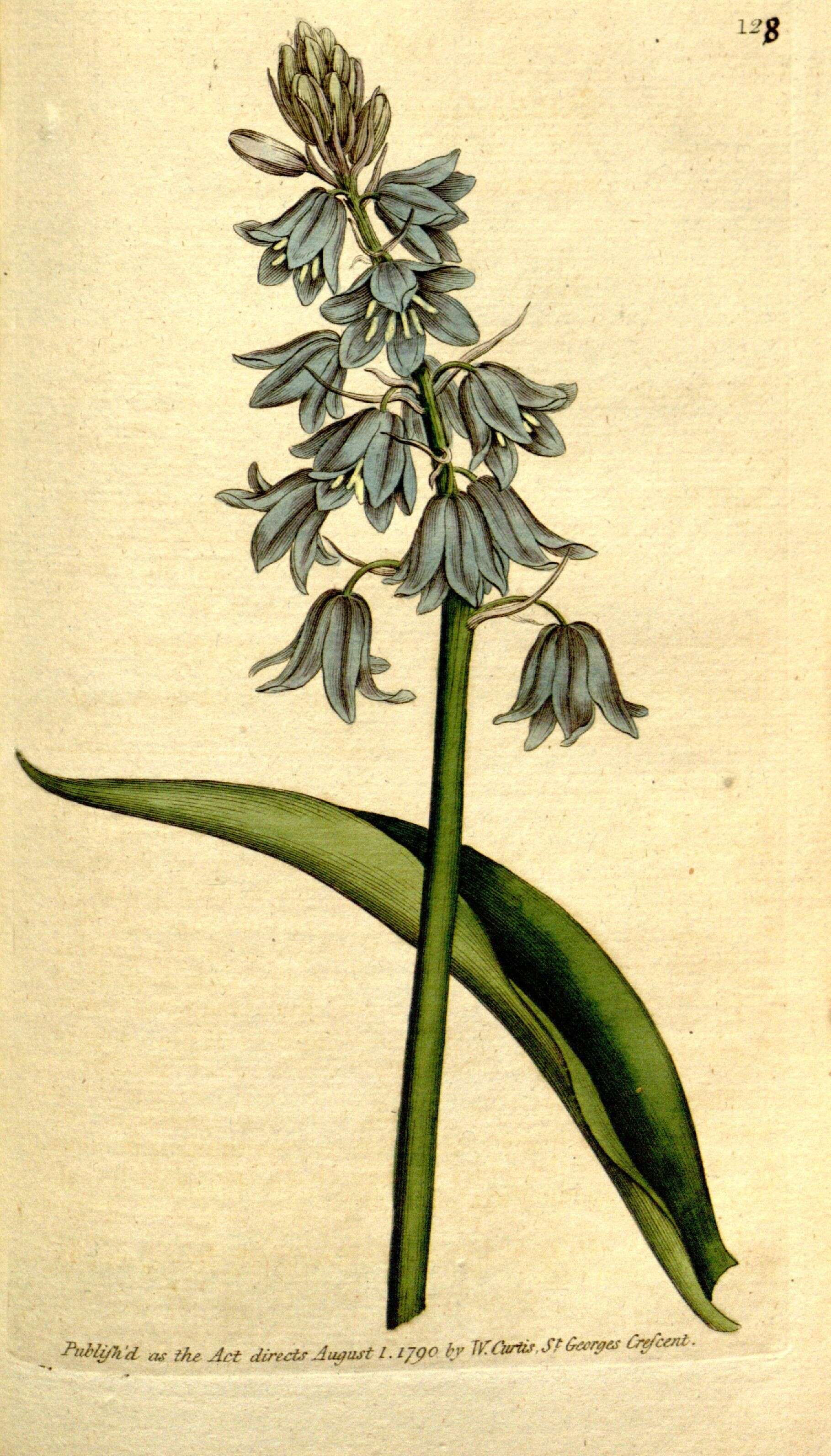 Image of Hispanic hyacinthoides