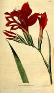 Слика од Gladiolus cardinalis Curtis