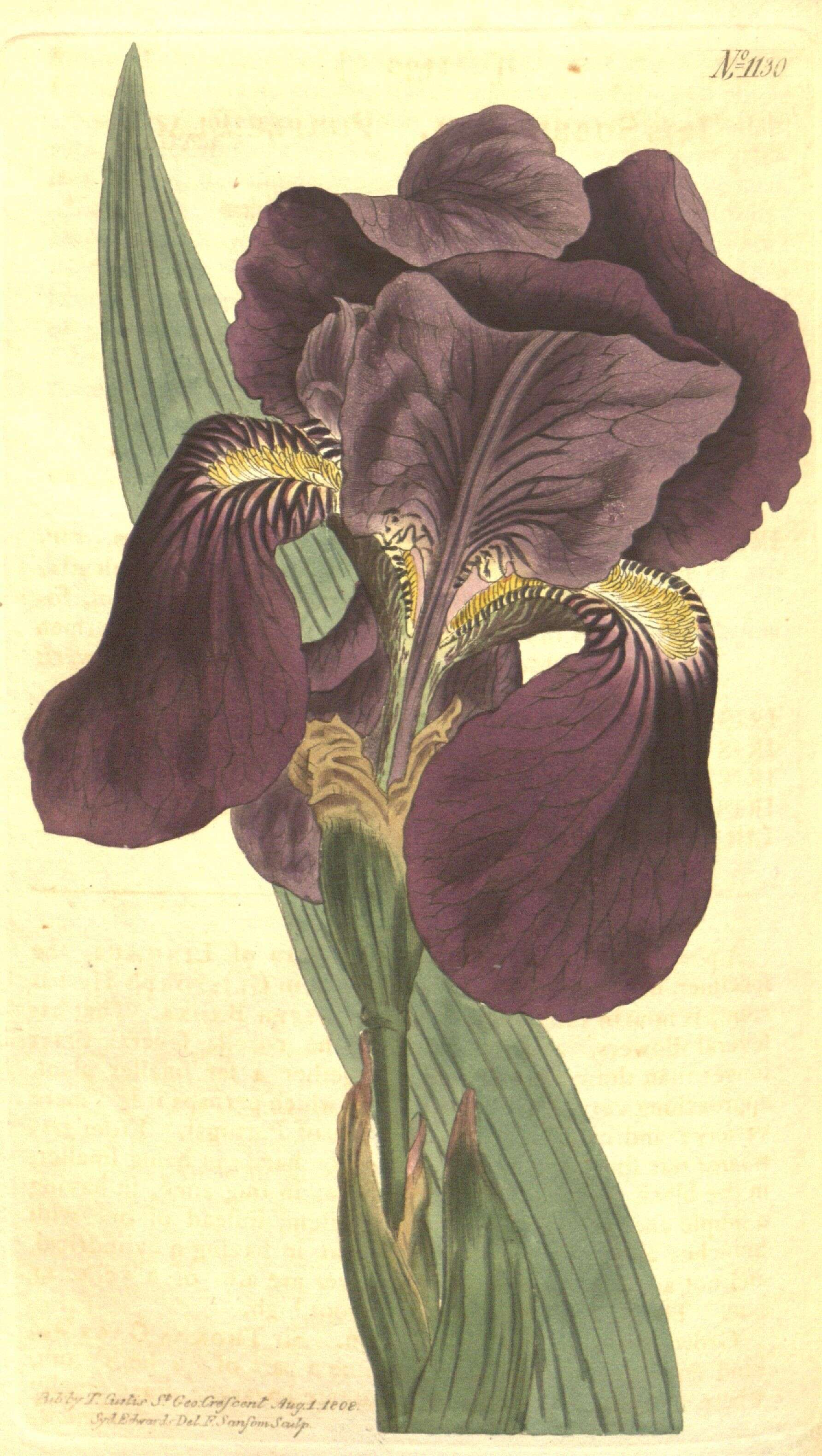 Image of Crimean iris