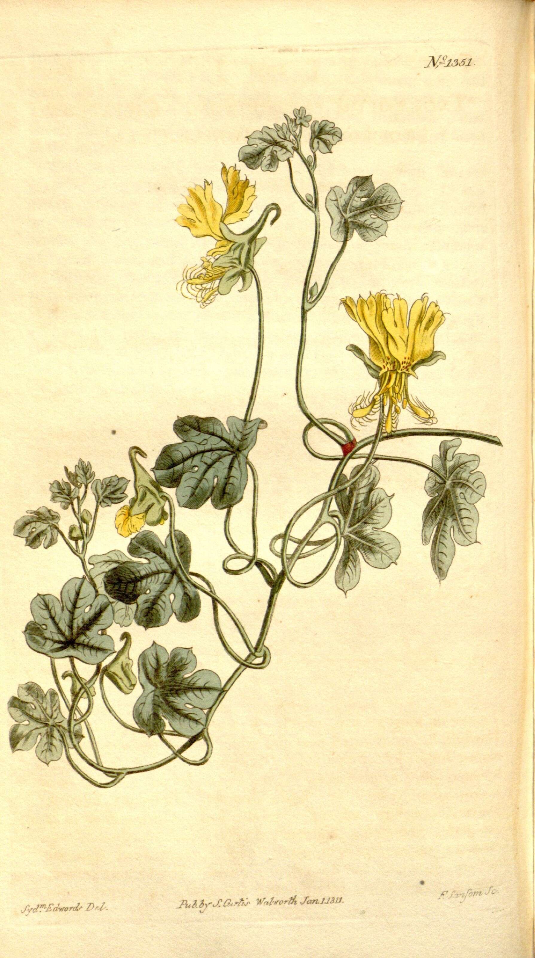 Image of Tropaeolum peregrinum L.