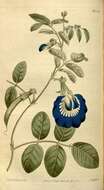 Слика од Clitoria ternatea L.