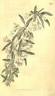 Image de Cytisus proliferus L. fil.