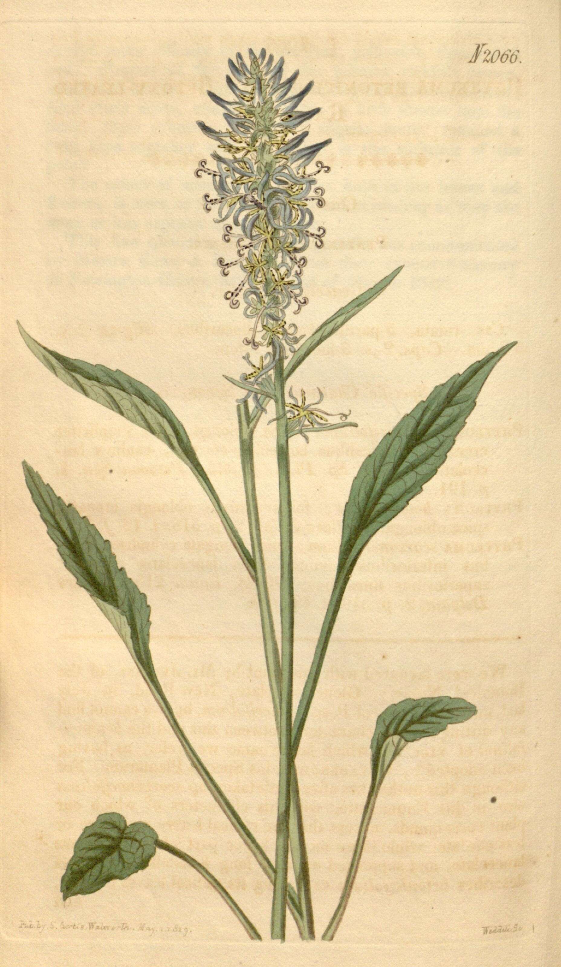 Image of Betony-leaved Rampion