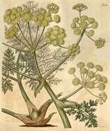 Image of umbellifers