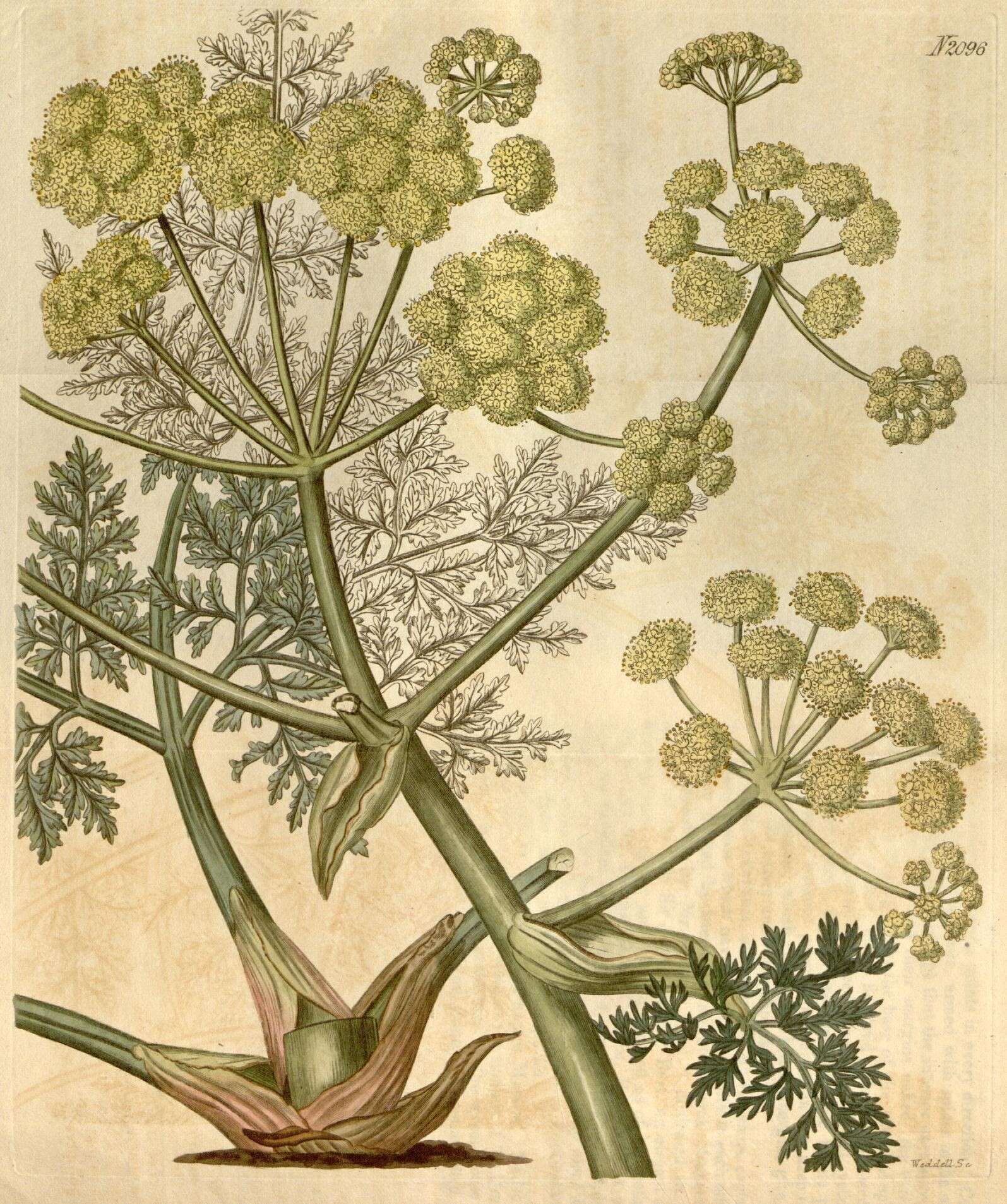 Imagem de Apiaceae