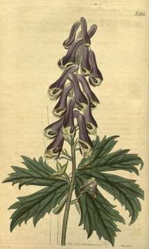 Aconitum septentrionale Koelle resmi