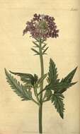 Image of verbena family