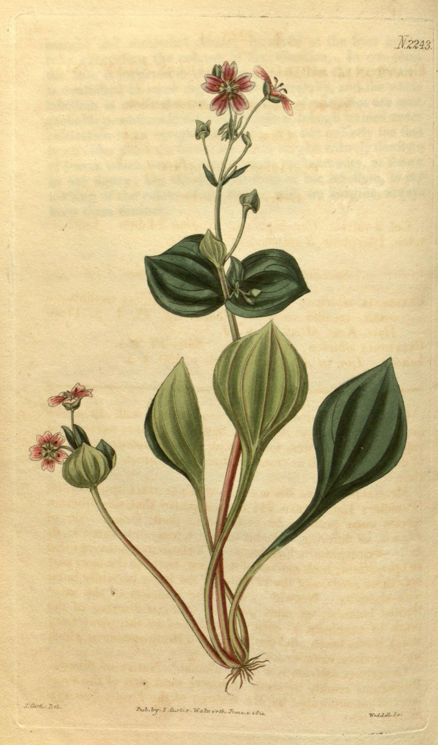 Image of Miner's lettuce