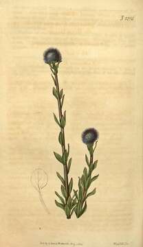 Image of Globularia vulgaris L.