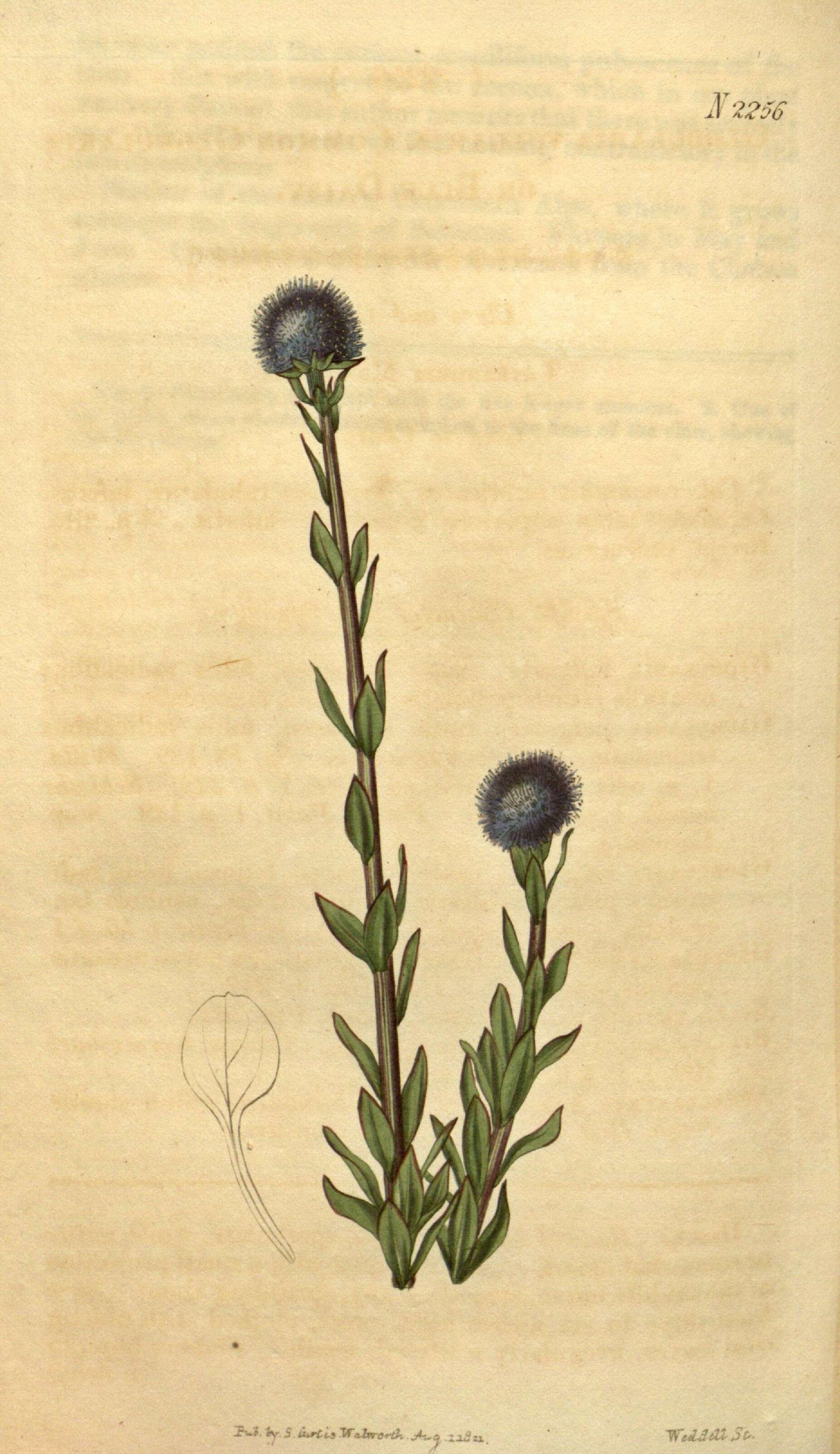 Image of Globularia vulgaris L.