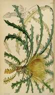 Image of Banksia nobilis (Lindl.) A. R. Mast & K. R. Thiele