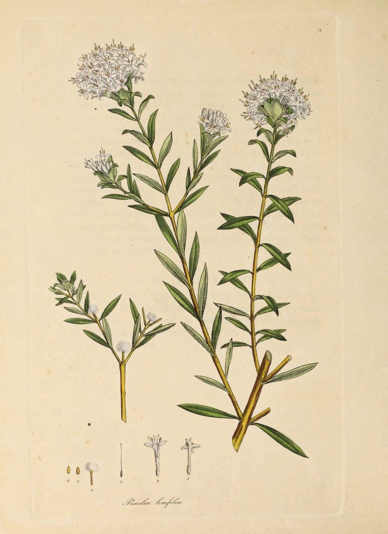 Image of Pimelea linifolia Sm.